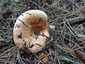 Vöröstejű rizike (Lactarius sanguifluus), Budai-hegység